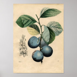 Vintage Botanical Poster - Plum