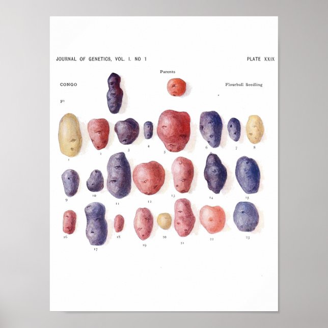 Vintage Botanical Poster - Potato Genetics (Front)