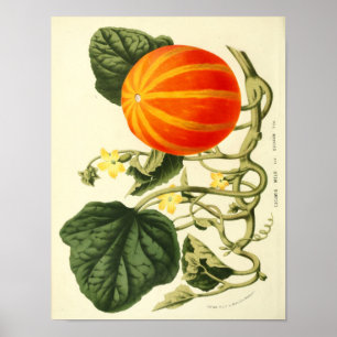Vintage Botanical Poster - Pumpkin