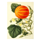 Vintage Botanical Poster - Pumpkin