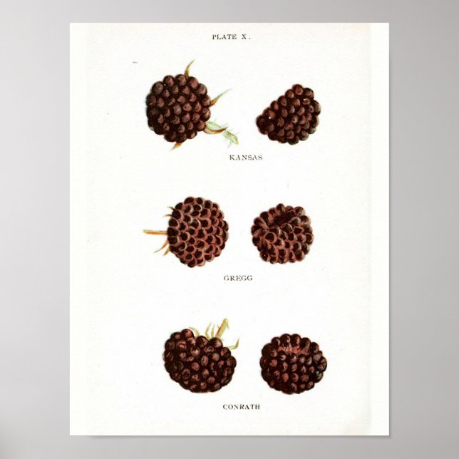 Vintage Botanical Poster - Raspberry (Front)