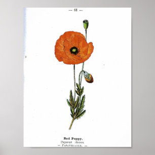 Vintage Botanical Poster - Red Poppy Flower