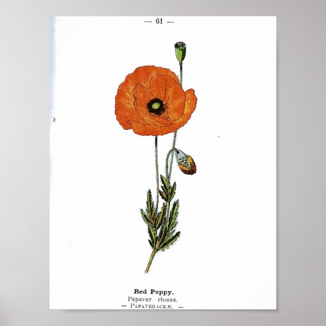 Vintage Botanical Poster - Red Poppy Flower (Front)