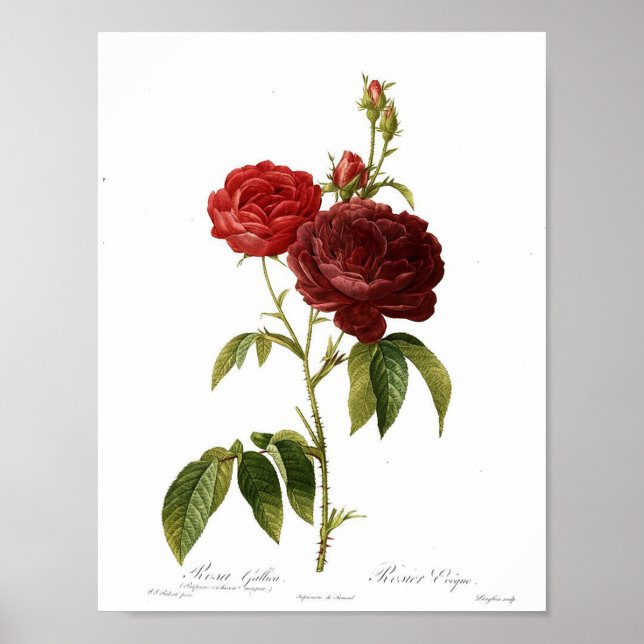 Vintage Botanical Poster - Red Rose (Front)