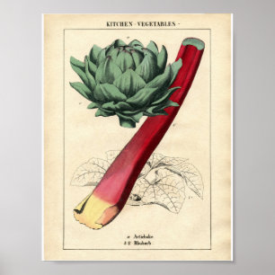Vintage Botanical Poster - Rhubarb