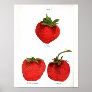 Vintage Botanical Poster - Strawberry