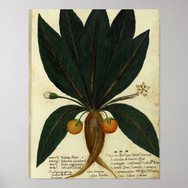Vintage Botanical Poster - Sweet Orange (Front)