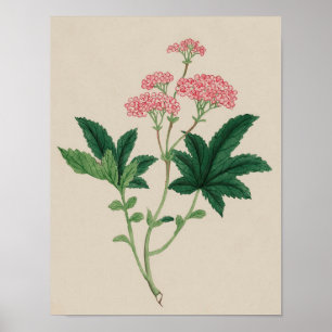 Vintage Botanical Poster - Watercolor Flower
