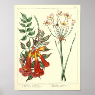 Vintage Botanical Poster - Wild Flower