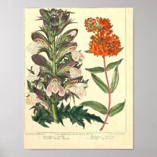 Vintage Botanical Poster - Wild Flower