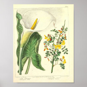 Vintage Botanical Poster - Wild Flower
