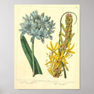 Vintage Botanical Poster - Wild Flower