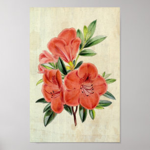 Vintage Botanical President Azalea Poster