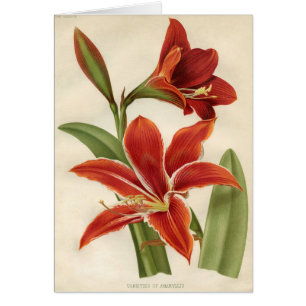 Vintage Botanical Print - Amaryllis
