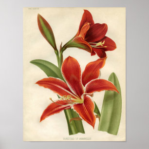 Vintage Botanical Print - Amaryllis