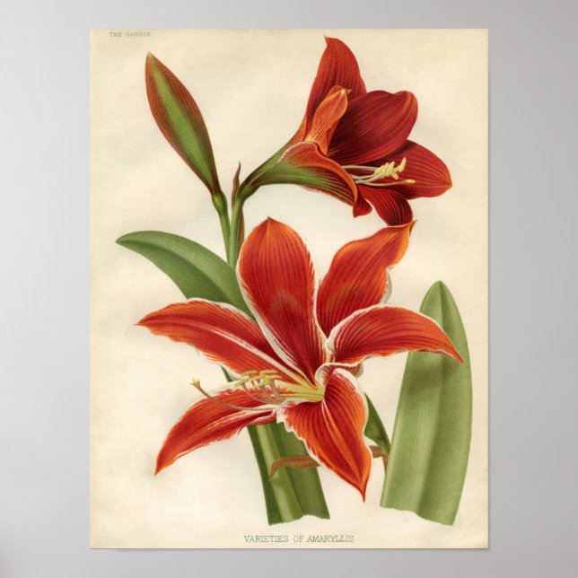 Vintage Botanical Print - Amaryllis (Front)