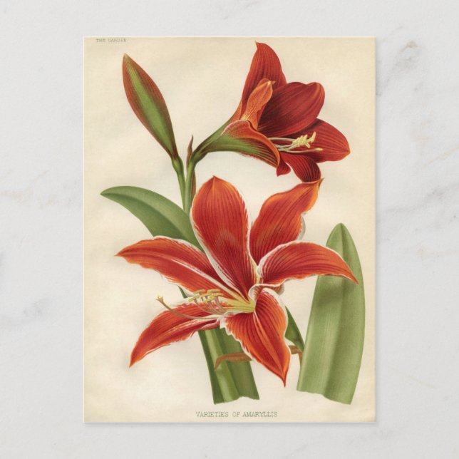 Vintage Botanical Print - Amaryllis Postcard (Front)