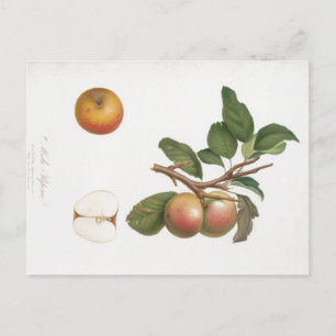 VINTAGE BOTANICAL PRINT APPLE AND BRANCH POSTCARD