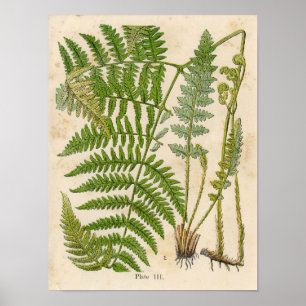 Vintage Botanical Print - Bracken / Ferns