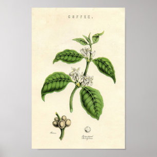 Vintage Botanical Print - Coffee