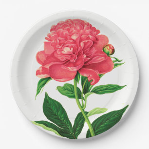 Vintage Botanical Print, Coral Pink Peony Paper Plate