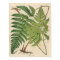 Vintage Botanical Print - Ferns