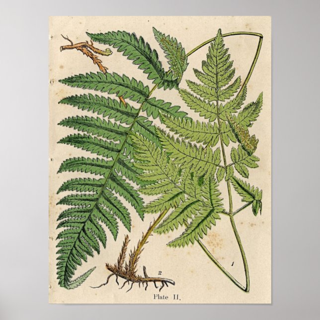 Vintage Botanical Print - Ferns (Front)
