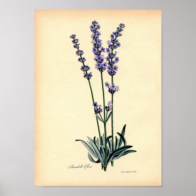 Vintage Botanical Print - Lavender (Front)
