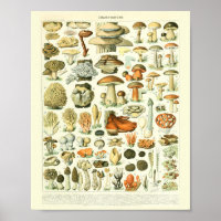 Vintage Botanical Print Mushrooms Science Poster
