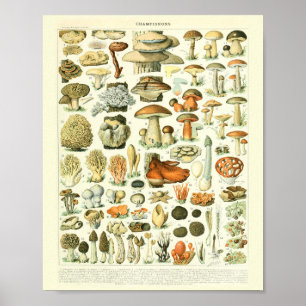 Vintage Botanical Print Mushrooms Science Poster