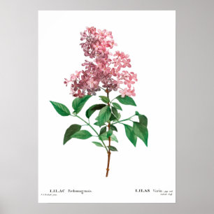 Vintage botanical print of a Chinese lilac Poster
