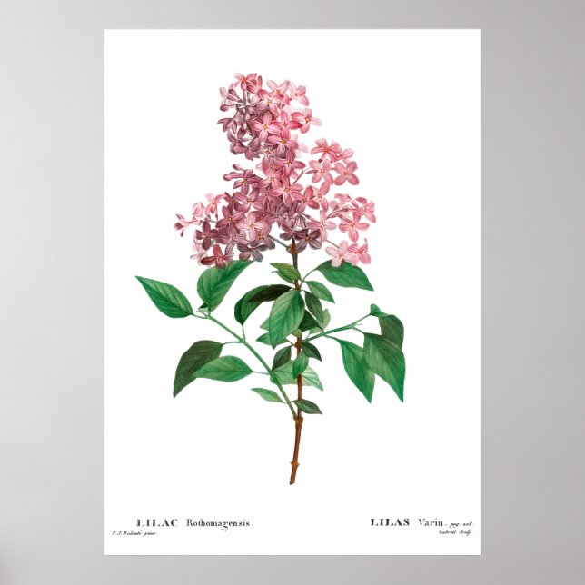 Vintage botanical print of a Chinese lilac Poster (Front)