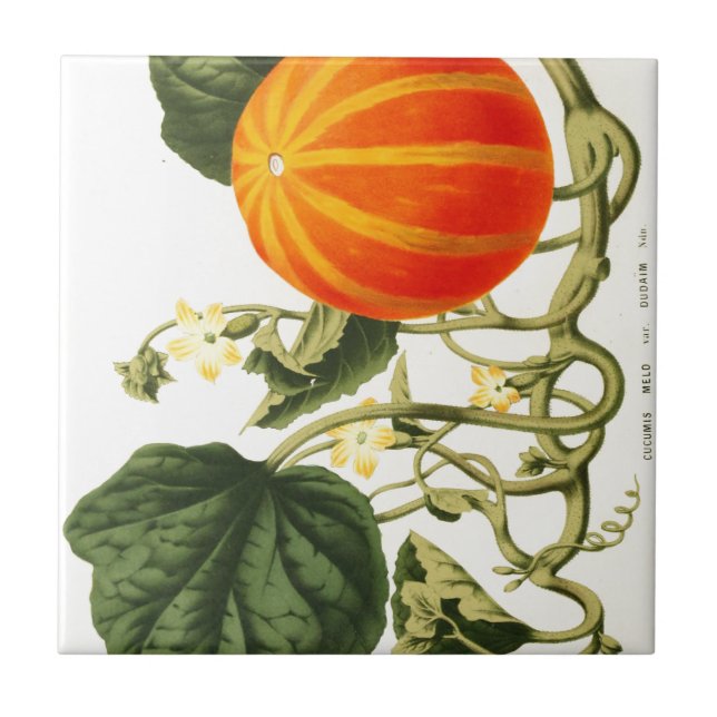 Vintage botanical print of pumpkin. tile (Front)
