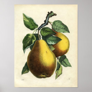 Vintage Botanical Print - Pears