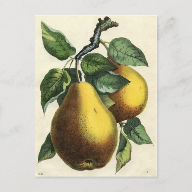 Vintage Botanical Print - Pears Postcard (Front)