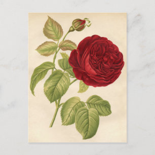 Vintage Botanical Print - Red Rose Postcard