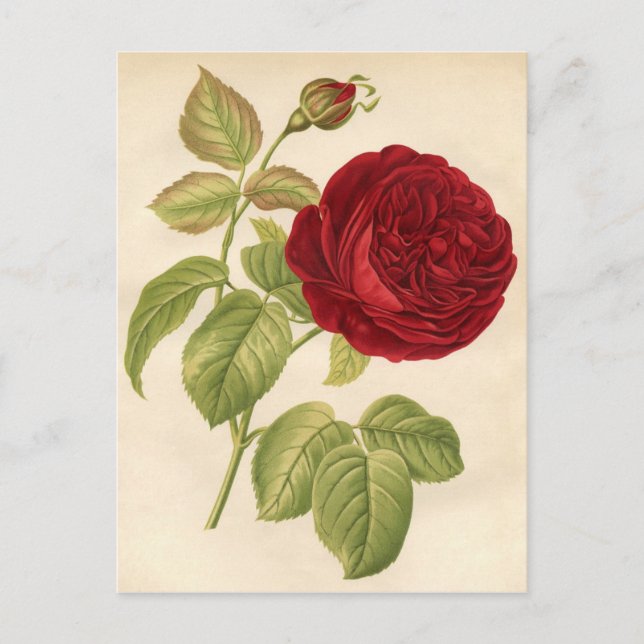 Vintage Botanical Print - Red Rose Postcard (Front)
