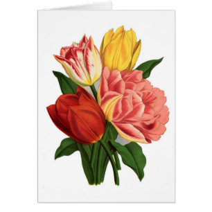 Vintage Botanical Print - Tulips