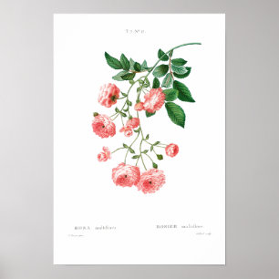 VINTAGE BOTANICAL RAMBLER ROSE POSTER