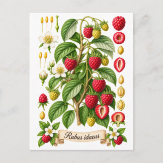 Vintage Botanical Raspberry Illustration Postcard