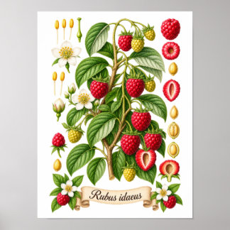 Vintage Botanical Raspberry Illustration Poster