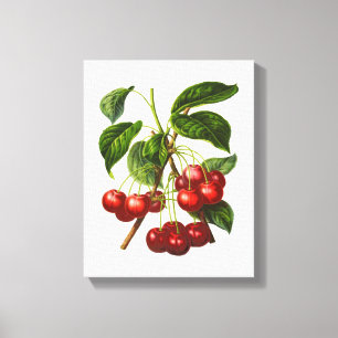 Vintage Botanical Red Cherries Canvas Print
