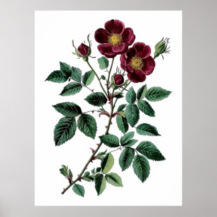 Vintage Botanical Red Wild Rose Illustration Poster