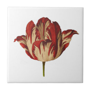 Vintage Botanical Rembrant Tulip Ceramic Tile