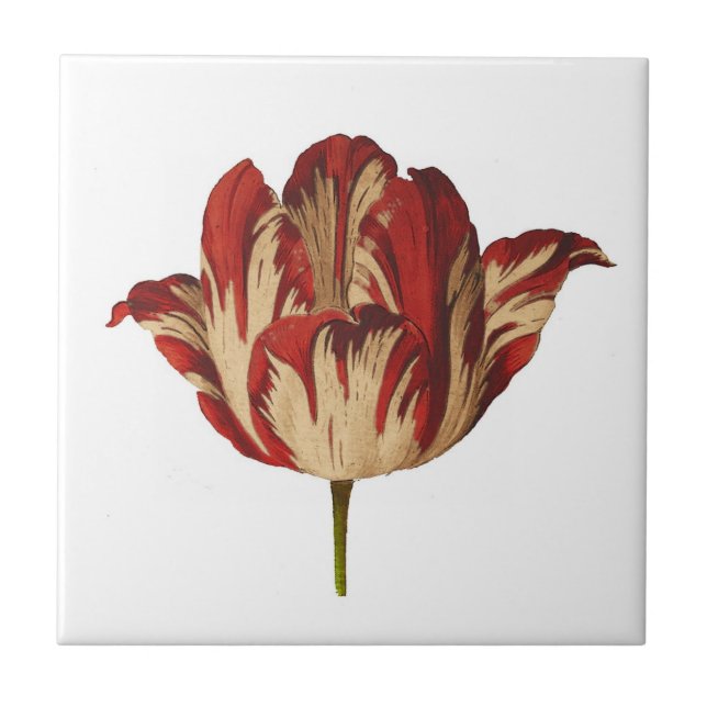 Vintage Botanical Rembrant Tulip Ceramic Tile (Front)
