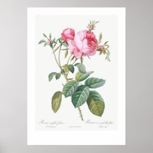 VINTAGE BOTANICAL ROSE ILLUSTRATION  POSTER