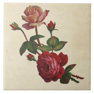 Vintage Botanical Roses Tile