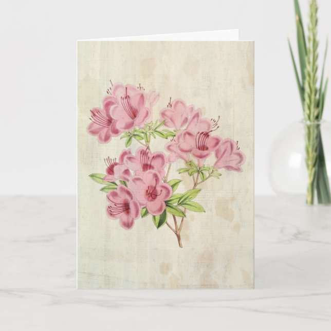 Vintage Botanical Standish's Hybrid Azalea Card (Front)