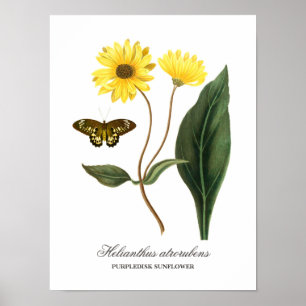 Vintage Botanical Sunflower and Butterfly Poster