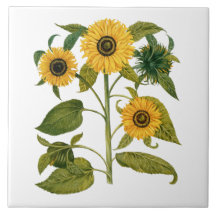 Vintage Botanical Sunflower